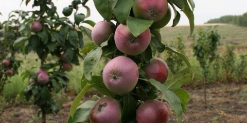 Jabuka moskva ogrlica (stubna)